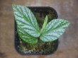 画像3: Begonia sp. " 碧 " from Lubuklinggau【AZ1123-9】