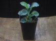 画像4: Homalomena sp. Solok Sumatera【LA0117-01】