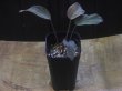 画像4: Homalomena sp. Pahang Malaysia【R0718-02】