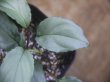画像3: Homalomena sp. "Silver Bullet GR" from Pulau Lingga【AZ0917-1】