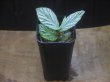画像4: Begonia sp. " 碧 " from Lubuklinggau【AZ1123-9】