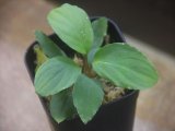 画像: Homalomena cf. humilis "CAMPFIRE" PP-250206-14 SS Kapuas hulu KAL-BAR