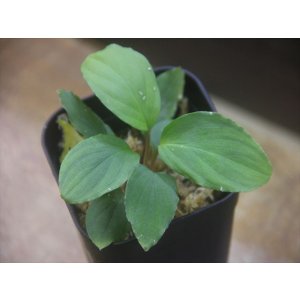 画像: Homalomena cf. humilis "CAMPFIRE" PP-250206-14 SS Kapuas hulu KAL-BAR
