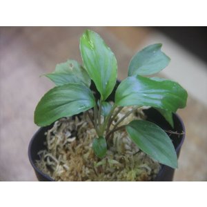 画像: Homalomena cf. humilis "CAMPFIRE" PP-250206-14 SS Kapuas hulu KAL-BAR