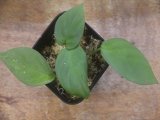 画像: Homalomena cf. humilis Green PP-250209-1 TP Kapuas hulu KAL-BAR