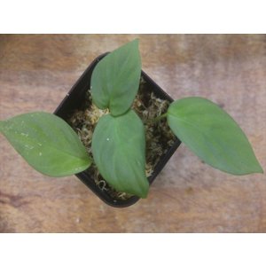 画像: Homalomena cf. humilis Green PP-250209-1 TP Kapuas hulu KAL-BAR