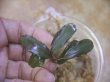 画像1: Bucephalandra sp. "Sintang 1SG" from Sintang【HW0220-03】