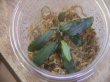 画像2: Bucephalandra sp. "彩雲" from Kapuas【AZX0420-12】
