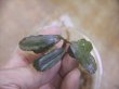 画像2: Bucephalandra sp. "Sintang 1SG" from Sintang【HW0220-03】