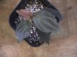 画像3: Homalomena humilis "赤葉赤輝流" from Entikong【HW0725-8】