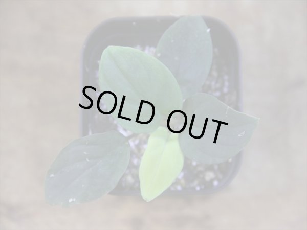 画像2: Homalomena humilis "赤葉赤輝流" from Entikong【HW0725-8】