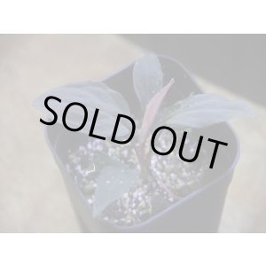 画像: Homalomena humilis "赤葉赤輝" from Entikong【HW0725-8】