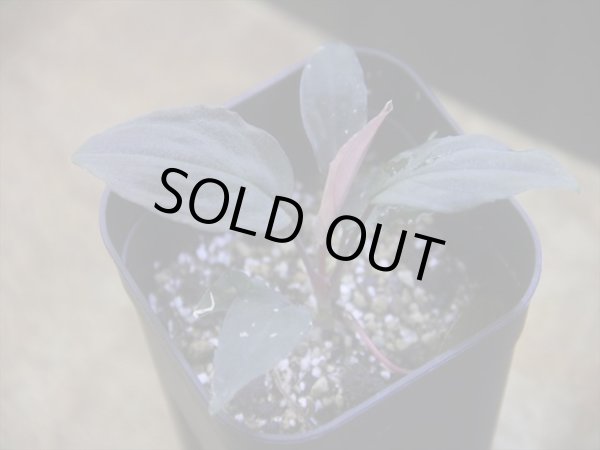 画像1: Homalomena humilis "赤葉赤輝" from Entikong【HW0725-8】