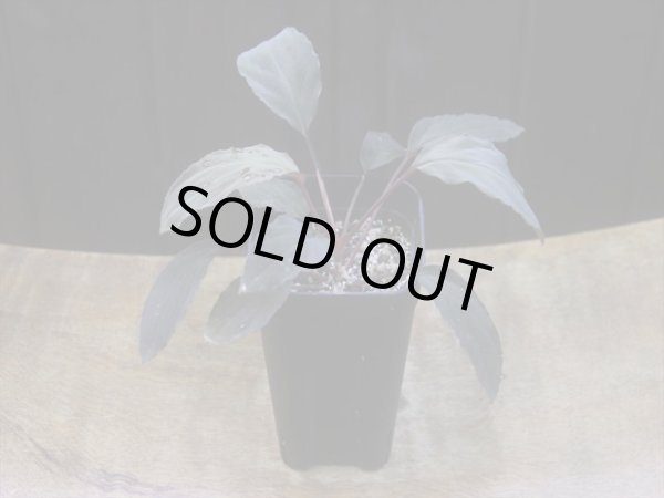 画像5: Homalomena humilis "赤葉赤輝" from Entikong【HW0725-8】