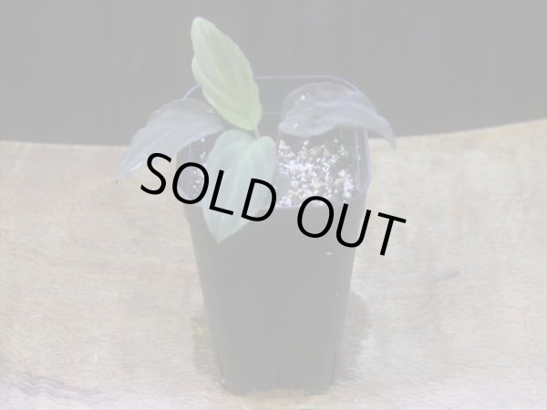 画像5: Homalomena humilis "赤葉赤輝流" from Entikong【HW0725-8】