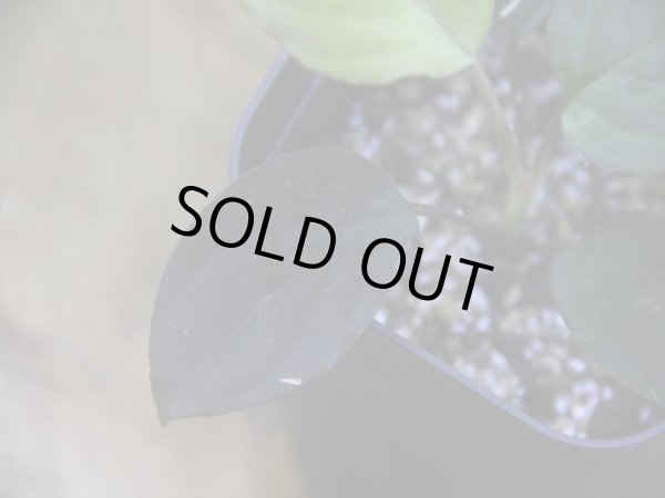 画像3: Homalomena humilis "赤葉赤輝流" from Entikong【HW0725-8】