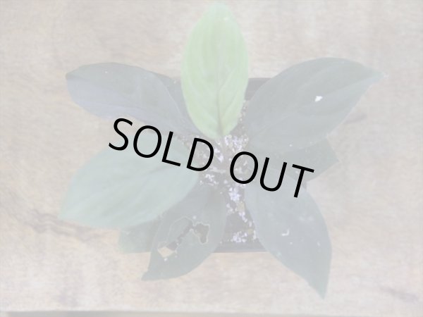 画像2: Homalomena humilis "赤葉赤輝流" from Entikong【HW0725-8】