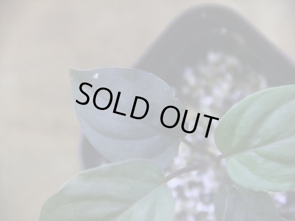 画像3: Homalomena humilis "赤葉赤輝流" from Entikong【HW0725-8】