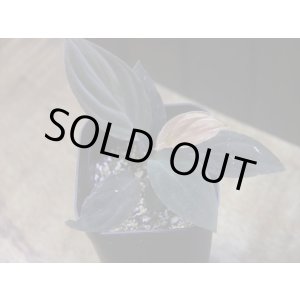 画像: Homalomena humilis "赤葉赤輝" from Entikong【HW0725-8】