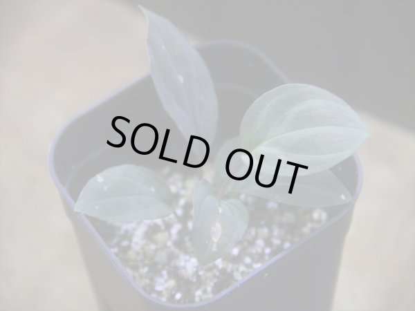 画像1: Homalomena humilis "赤葉赤輝流" from Entikong【HW0725-8】