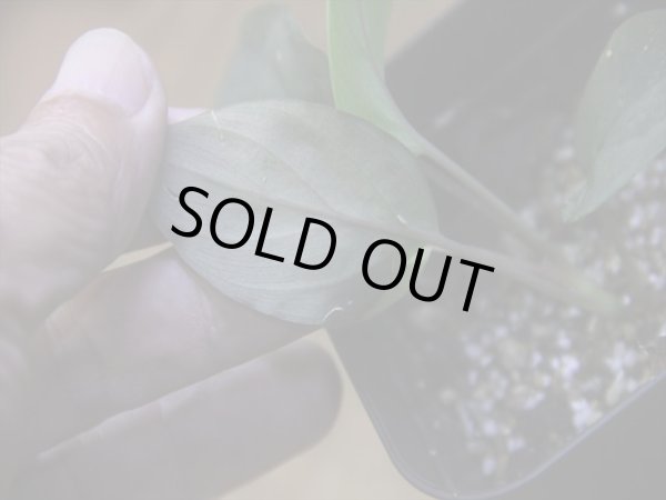 画像4: Homalomena humilis "赤葉赤輝流" from Entikong【HW0725-8】