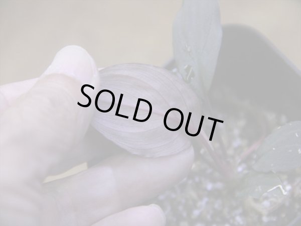 画像4: Homalomena humilis "赤葉赤輝" from Entikong【HW0725-8】