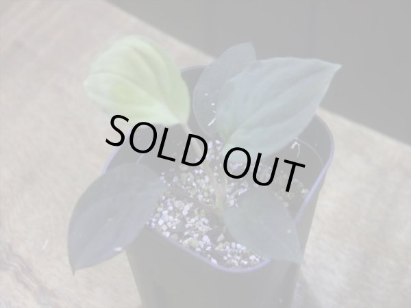 画像1: Homalomena humilis "赤葉赤輝流" from Entikong【HW0725-8】