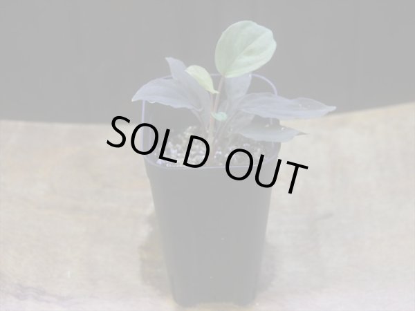 画像5: Homalomena humilis "赤葉赤輝流" from Entikong【HW0725-8】