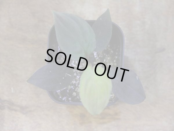 画像2: Homalomena humilis "赤葉赤輝流" from Entikong【HW0725-8】