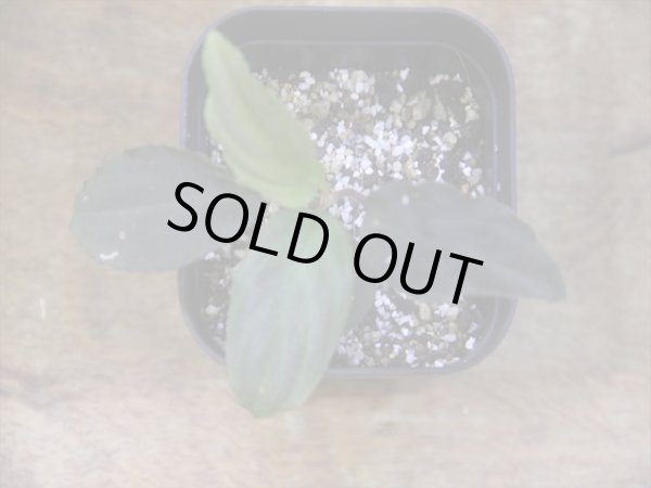 画像2: Homalomena humilis "赤葉赤輝流" from Entikong【HW0725-8】