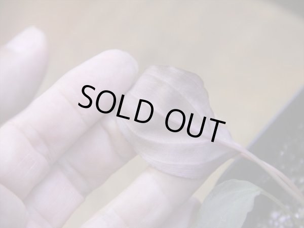 画像4: Homalomena humilis "赤葉赤輝流" from Entikong【HW0725-8】