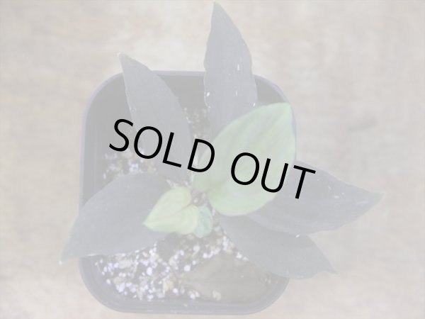 画像2: Homalomena humilis "赤葉赤輝流" from Entikong【HW0725-8】