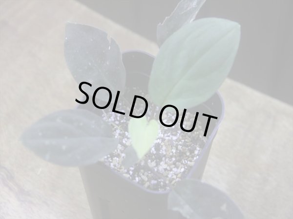 画像1: Homalomena humilis "赤葉赤輝流" from Entikong【HW0725-8】