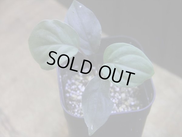 画像1: Homalomena humilis "赤葉赤輝流" from Entikong【HW0725-8】