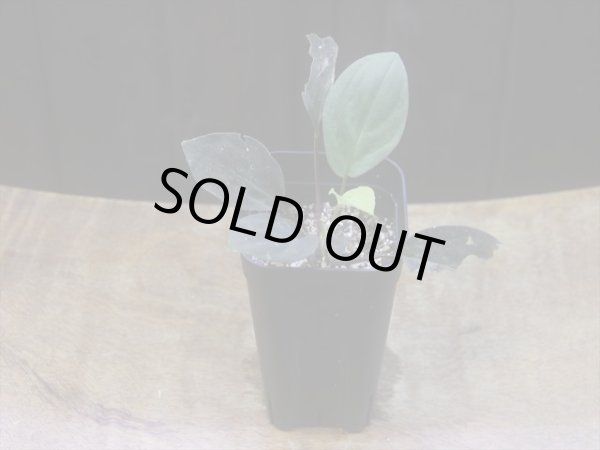 画像5: Homalomena humilis "赤葉赤輝流" from Entikong【HW0725-8】