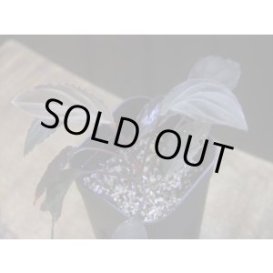 画像: Homalomena humilis "赤葉赤輝" from Entikong【HW0725-8】