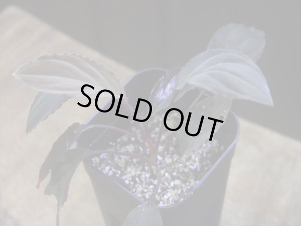 画像1: Homalomena humilis "赤葉赤輝" from Entikong【HW0725-8】