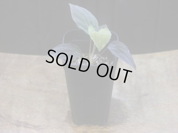 画像5: Homalomena humilis "赤葉赤輝流" from Entikong【HW0725-8】