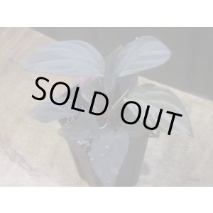 画像: Homalomena humilis "赤葉赤輝" from Entikong【HW0725-8】