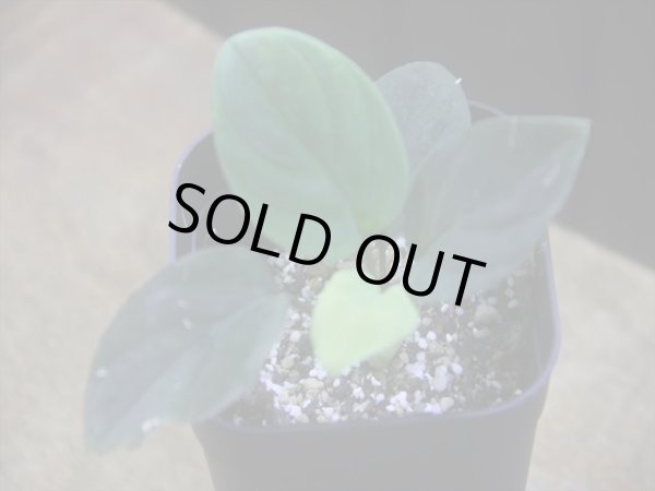 画像1: Homalomena humilis "赤葉赤輝流" from Entikong【HW0725-8】