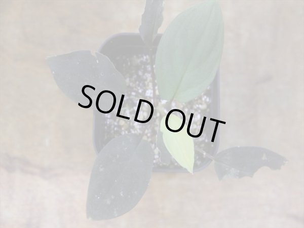 画像2: Homalomena humilis "赤葉赤輝流" from Entikong【HW0725-8】