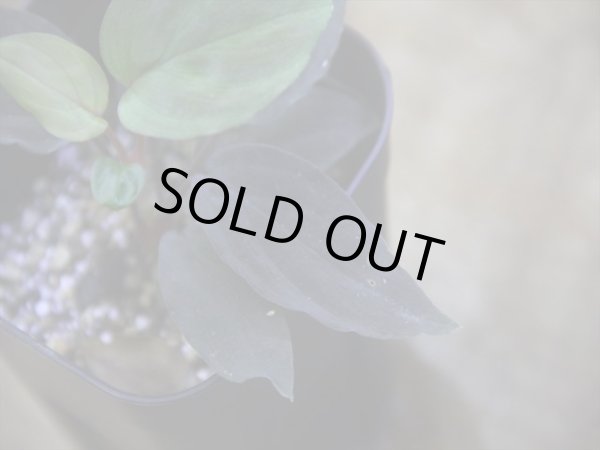 画像3: Homalomena humilis "赤葉赤輝流" from Entikong【HW0725-8】