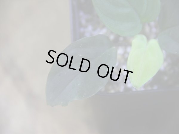 画像3: Homalomena humilis "赤葉赤輝流" from Entikong【HW0725-8】