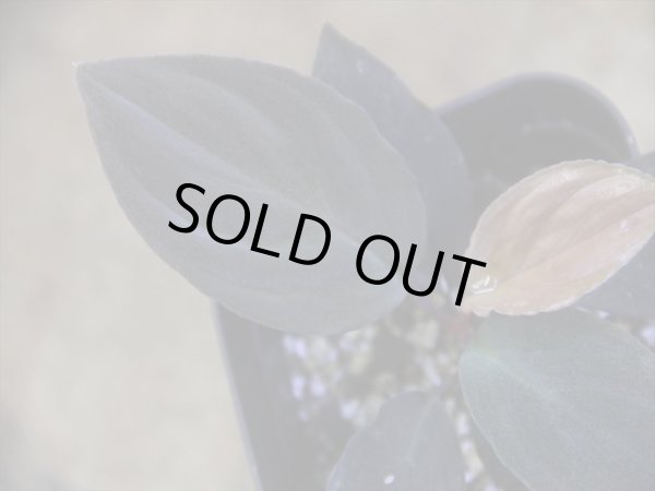 画像3: Homalomena humilis "赤葉赤輝" from Entikong【HW0725-8】