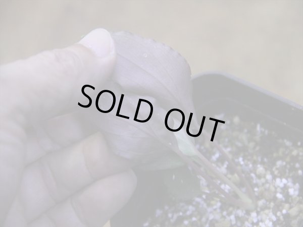 画像4: Homalomena humilis "赤葉赤輝流" from Entikong【HW0725-8】