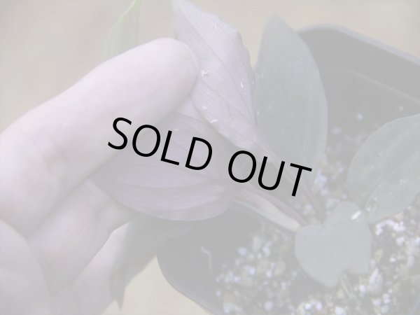 画像4: Homalomena humilis "赤葉赤輝流" from Entikong【HW0725-8】