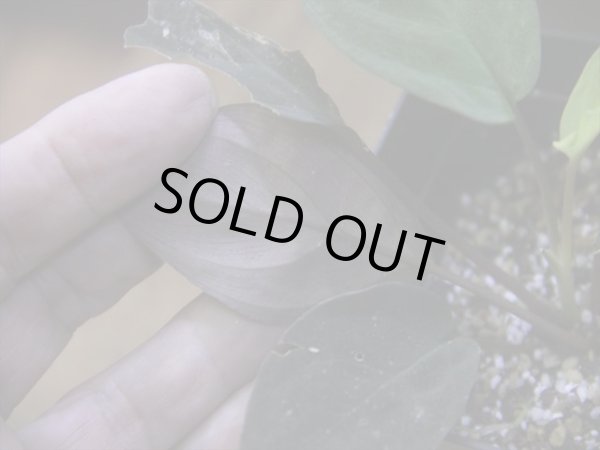 画像4: Homalomena humilis "赤葉赤輝流" from Entikong【HW0725-8】