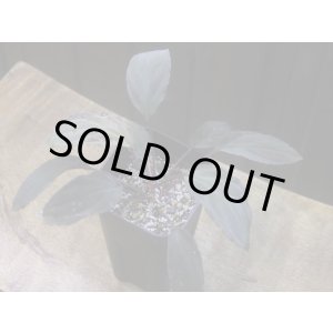 画像: Homalomena humilis "赤葉赤輝" from Entikong【HW0725-8】