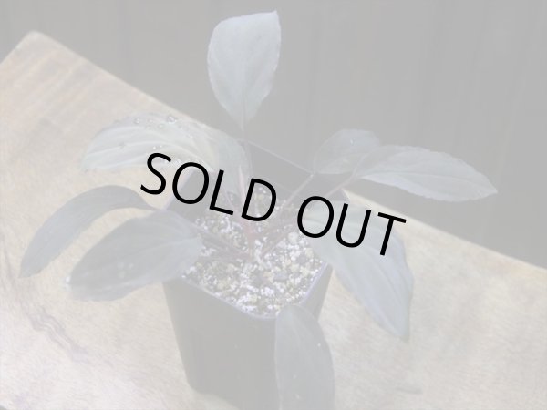 画像1: Homalomena humilis "赤葉赤輝" from Entikong【HW0725-8】