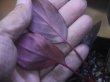 画像4: Homalomena humilis "赤葉赤輝" from Entikong【HW0725-8】